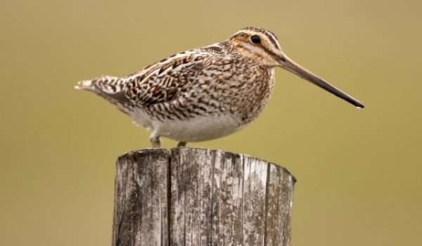 005972-Common Snipe-Clarke