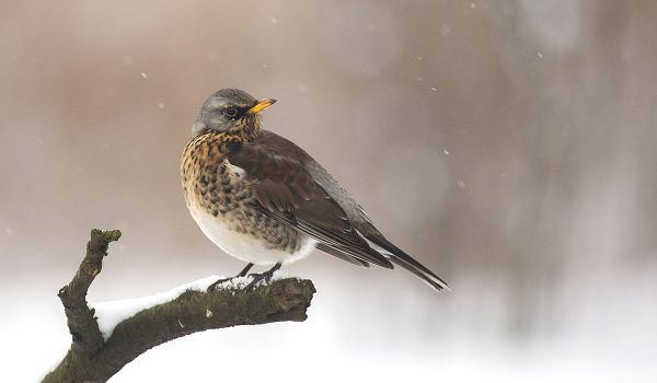 Fieldfare_Lodz(Poland)(js)02