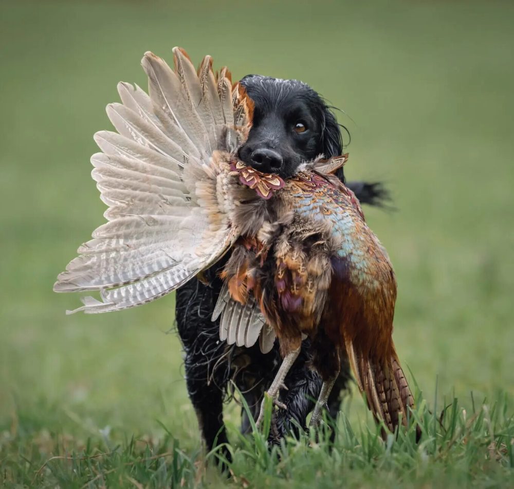 Hunting-Oheasant-with-a-Dog-1600x1290