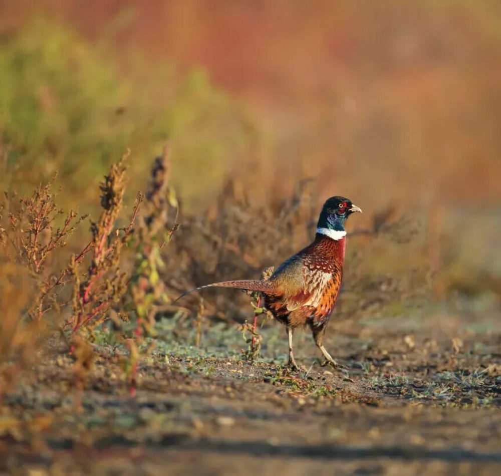 Young-pheasant-in-field-1024x825