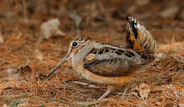 an-american-woodcock