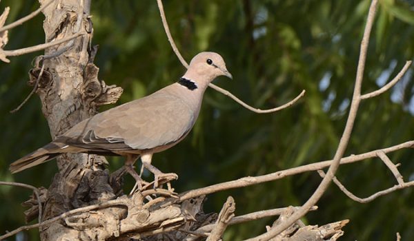 dove