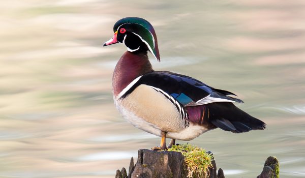 duck 1