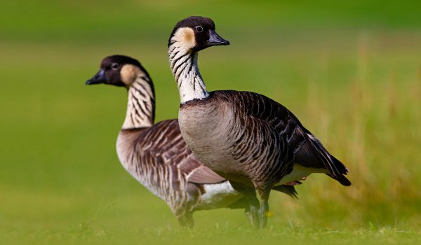 geese-of-the-world-hawaiian-goose-1200x800