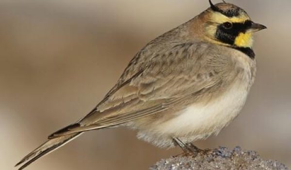 larks