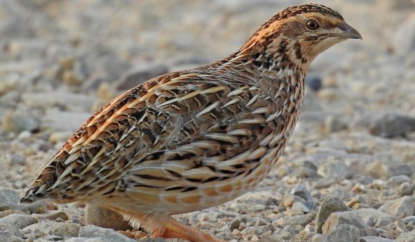 quail